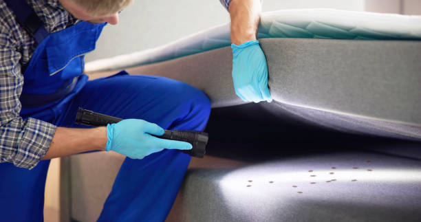 Wasp Removal Services in Henderson, NV