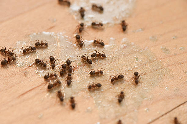 Best Pest Control Near Me  in Henderson, NV